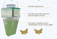 la chenille processionnaire Piegeage papillons